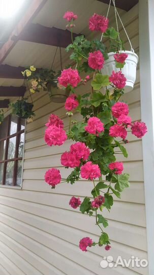 Пеларгония плющелистная