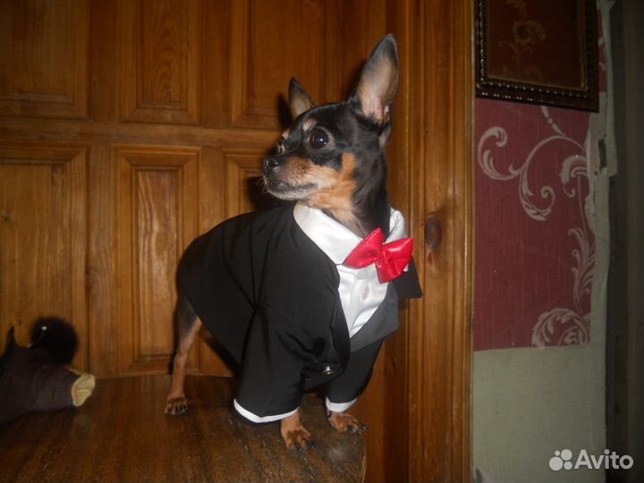 Пошив одежды для животных