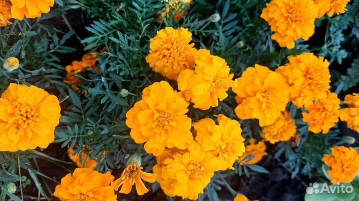 Рассада бархатцы