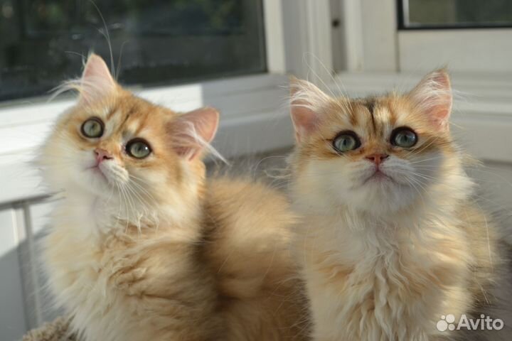 Котята золотая шиншилла