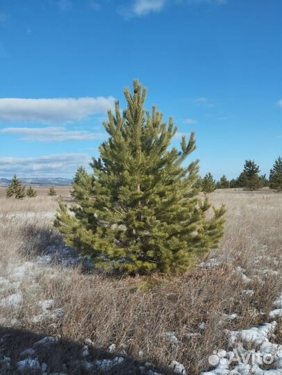 Продам елочки