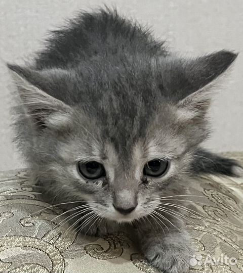 Котятки в добрые руки