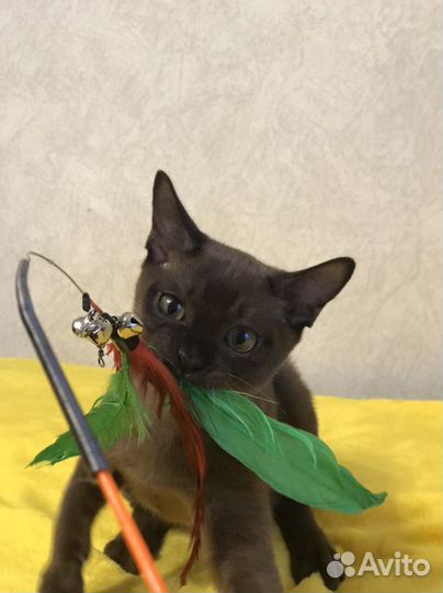 Великолепные котята европейской бурмы