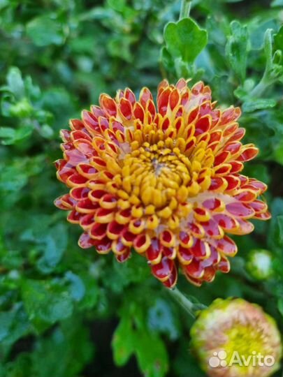Хризантем взрослый кусты