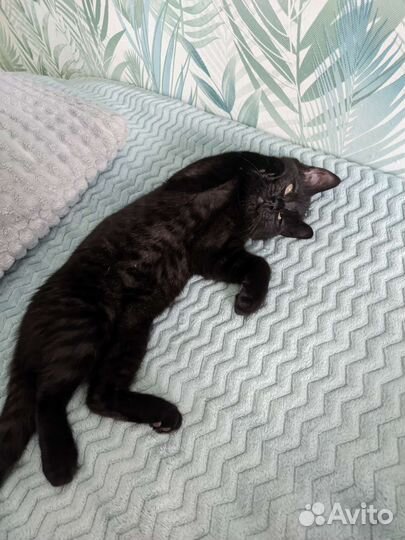 Кошка в дар