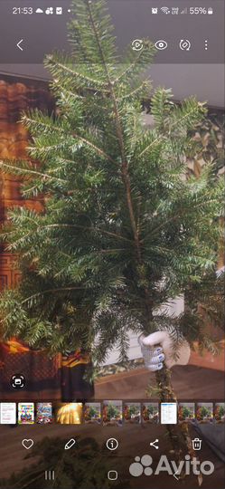 Хвойные ветки живые