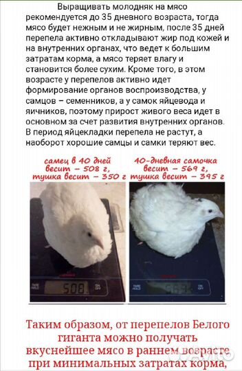 Белый гигант, Техас, Феникс Золото перепел. яйца