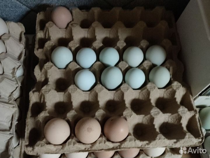 Цыплята,утята,ия