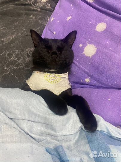 Кошка в дар