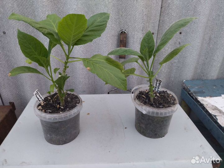 Многолетние цветы