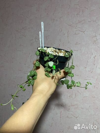 Фикус,Колеусы, Гиппеаструм,Зеферантус