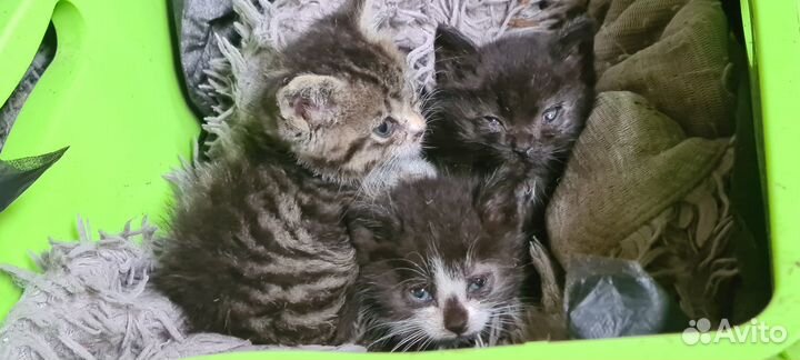 Котёнок - тигрёнок