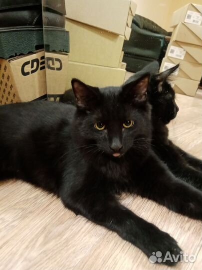 В добрые руки