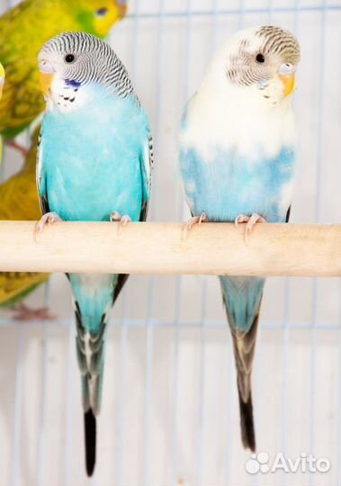 Волнистый попугай