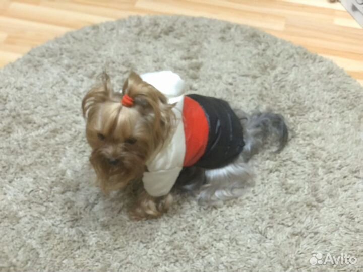 Товары для животных