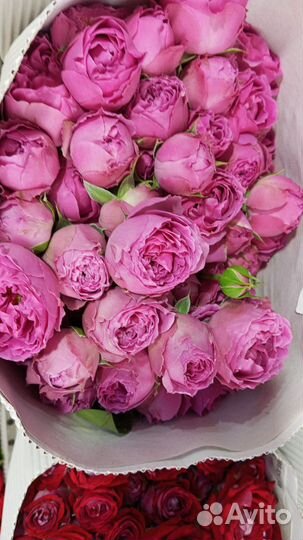 Кустовая роза