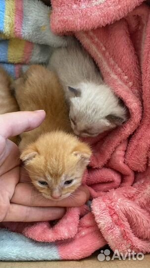 Котята породистые в добрые руки
