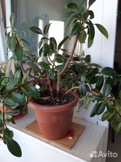 Комнатные растения