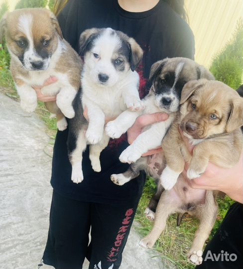 Щенок в добрые руки маленькой собаки бесплатно