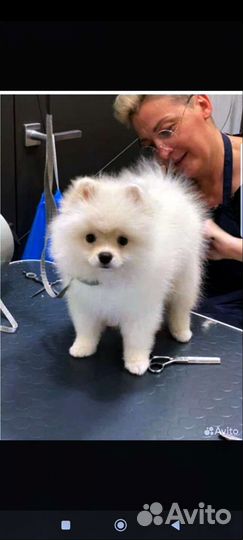 Оксана, грумер стрижка собак