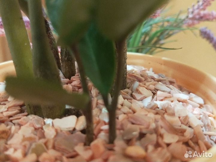 Замиокулькас,остались только 2 растения