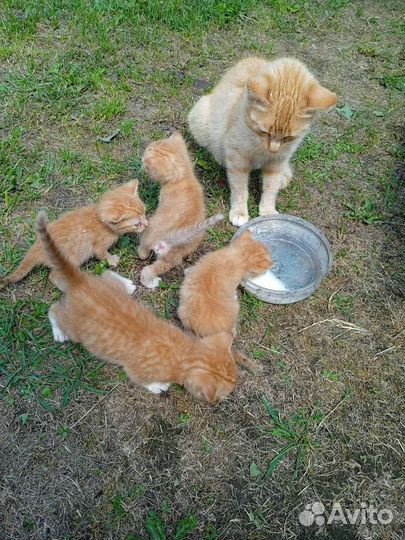 Котята в добрые руки бесплатно