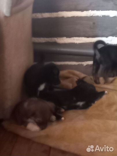 Отдам щенков лайки