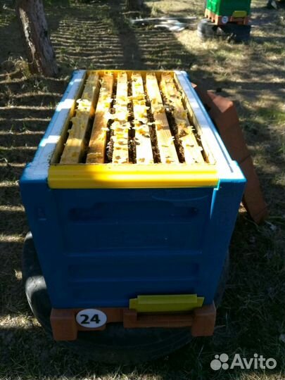 Пчелопакеты