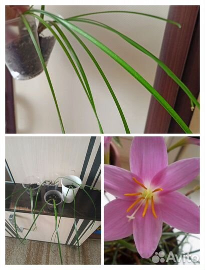 Комнатные цветы