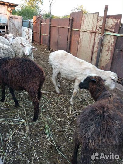 Овцы бараны