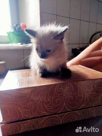 Кошки в добрые руки