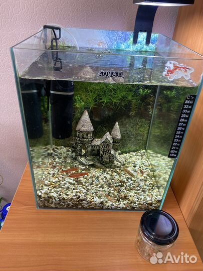 Аквариумные рыбки