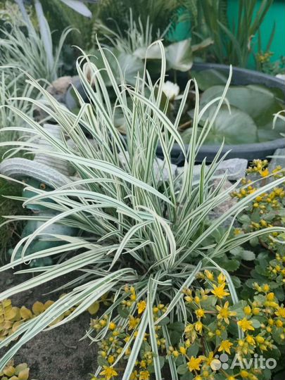 Многолетки