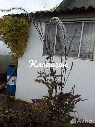 Анемона,калужница,роджерсия,мукдения,клопогон,бру