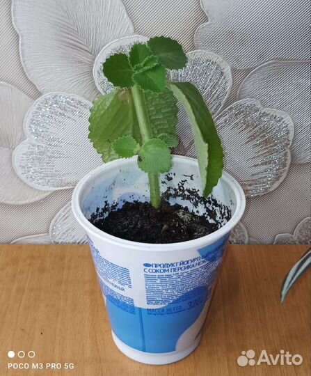 Продам цветы комнатные