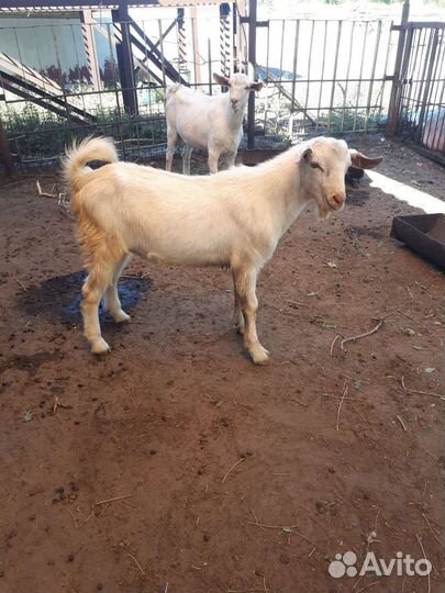 Козлики-1год.Козлята-6-7мес.Козы от года