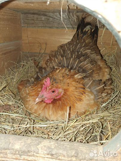 Куры несушки