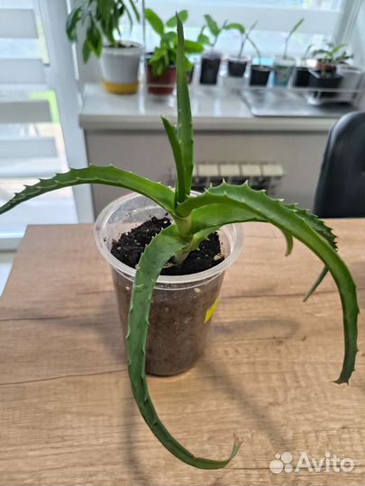 Комнатные цветы