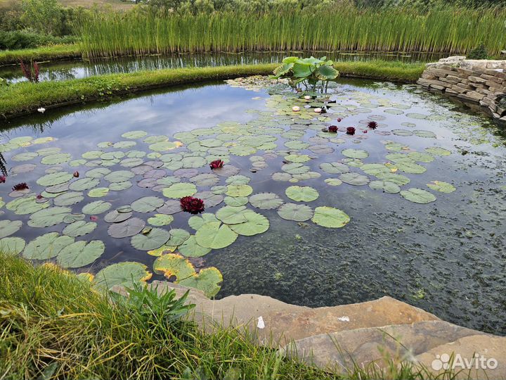 Нимфея WLK Melna Perle