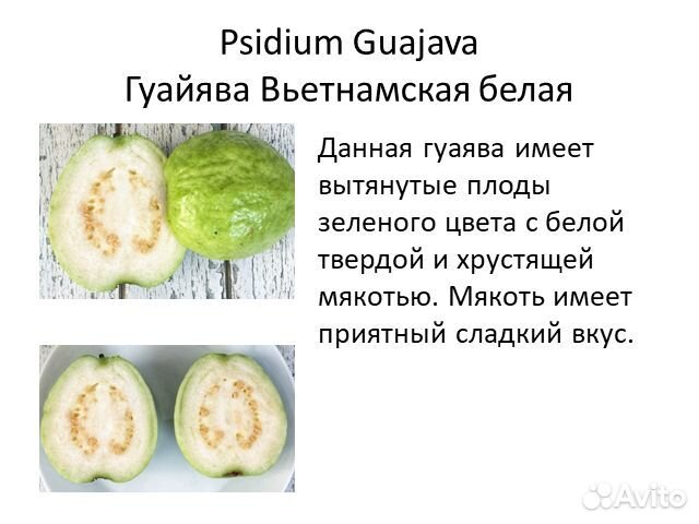 Псидиум гуайява