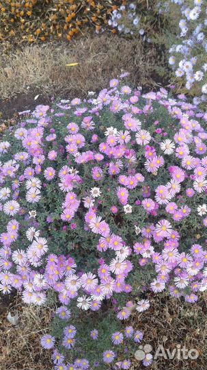 Садовые многолетники