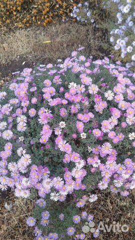 Садовые многолетники