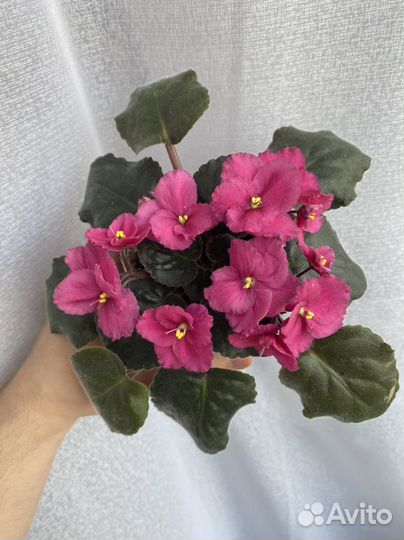 Фиалка на заказ стартеры