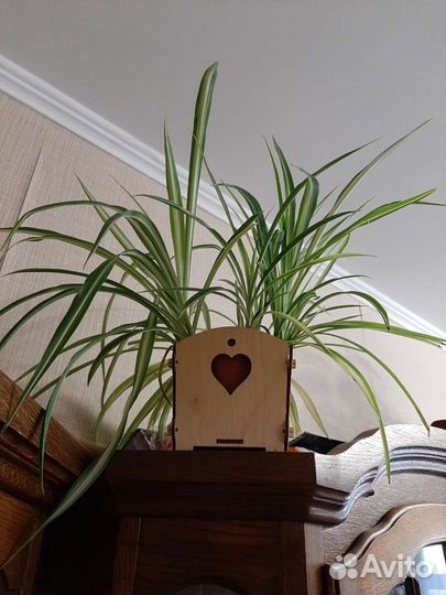 Хлорофитум хохлатый