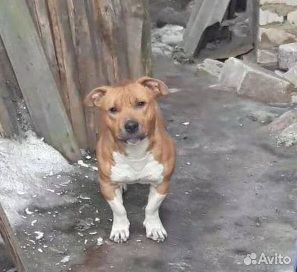 Стаффордширский терьер в добрые руки