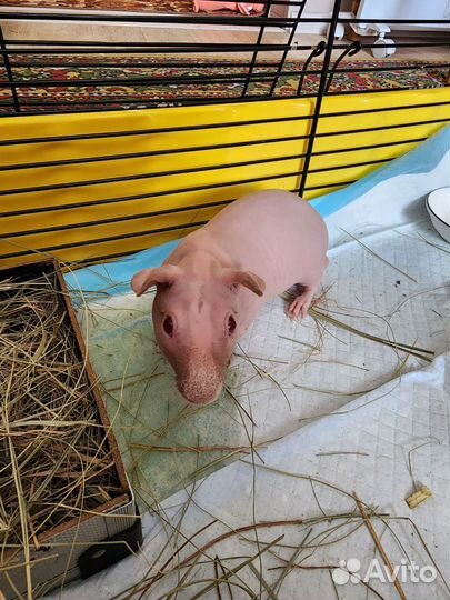 Морские свинки скинни