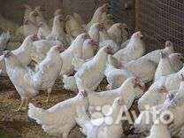 Куры молодки несушки белые, рыжие, доминанты