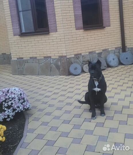 Алано эспаньола. В добрые руки