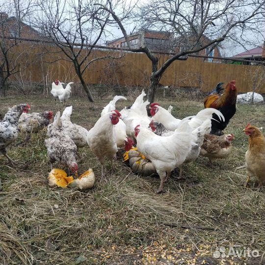 Молодые петухи