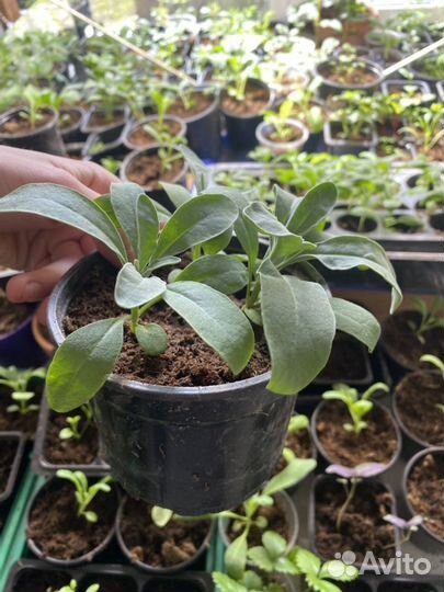 Левкой Маттиола